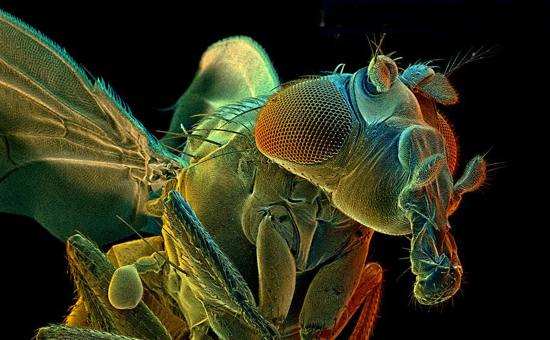 Color Enhanced Scanning Electro Micrograph of Drosophila Melanogaster, the Common Fruit Fly, 2021
