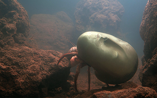 IMAGE: Pierre Huyghe, Zoodram 4, 2011