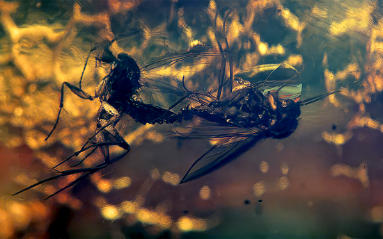 Pierre Huyghe, De-Extinction, 2014