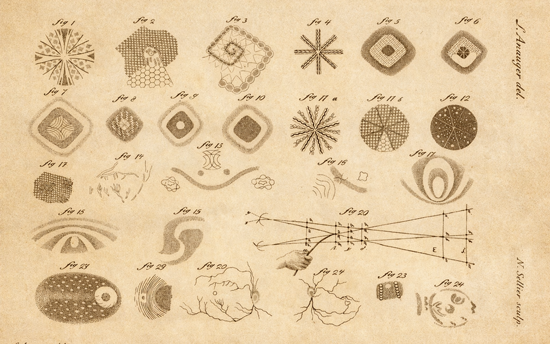 Johannes Evangelista Purkinje, Contributions to the Knowledge of Vision in Subjective Regard (Breslau, second edition)